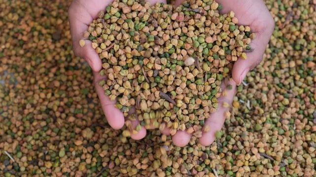 Close-up of a farmer's hands holding a mix of freshly harvested raw green and brown chickpeas