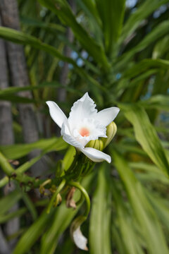 Anse major nature trail, sunny hot day, wild vanilla vine with white flower, Mahe island, Seychelles