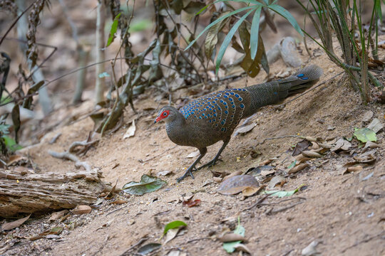 Hainan peacock-pheasant
