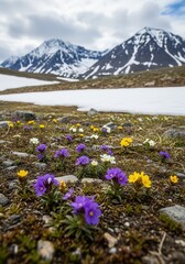 Obraz premium Vibrant alpine wildflowers bloom in a rocky tundra landscape beneath snow-capped peaks