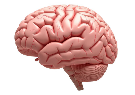 a human brain with visible wrinkles and folds