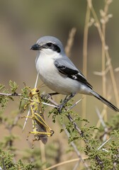 Obraz premium Songbird impales large insect prey upon thorny bush branch