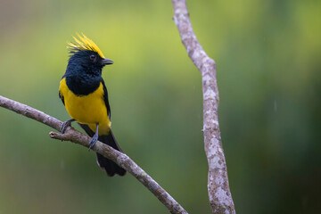 Sultan tit a yellow and black bird on a tree branch © WWC