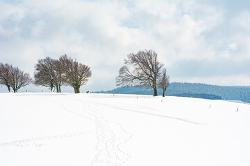 Obraz premium Snow-covered landscape with barren trees silhouetted against a cloudy sky during winter in a tranquil countryside setting, evoking a peaceful and serene atmosphere