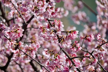 Obraz premium 満開の安行桜