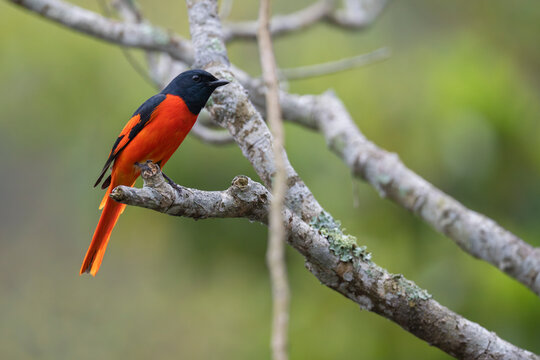 Scarlet minivet in a tree