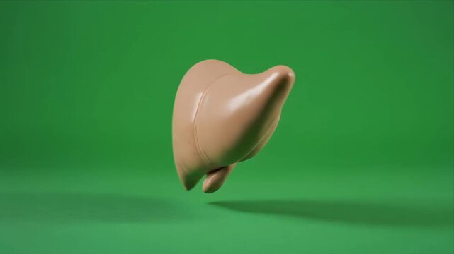 Rotating human liver anatomy model on green background.