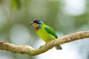Obraz premium Chinese barbet on a tree branch