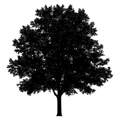 Fototapeta premium PNG Maple tree outline silhouette white illustration.