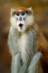 Obraz premium Portrait of Patas monkey in zoo