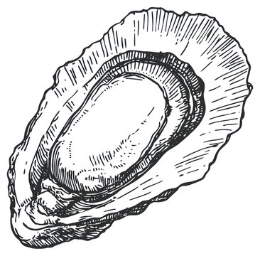 PNG Oyster seafood oyster white.