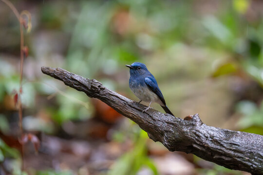 Hainan blue flycatcher in the forest