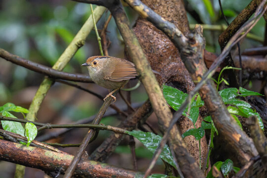 Dusky fulvetta on the forest ground