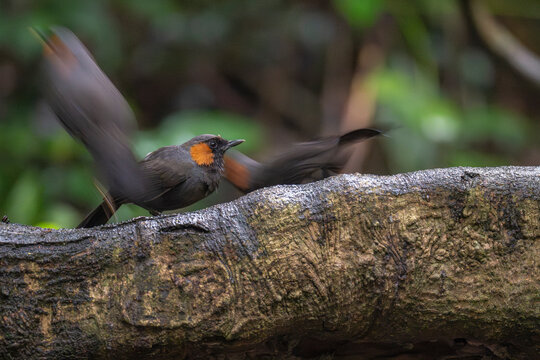 Rufous-cheeked laughingthrush