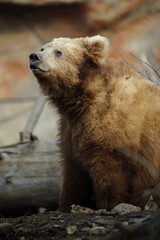 Portrait of Himalayan brown bear