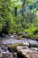 Obraz premium Clear rocky stream flowing through the dense tropical rainforest of Senaru, Lombok