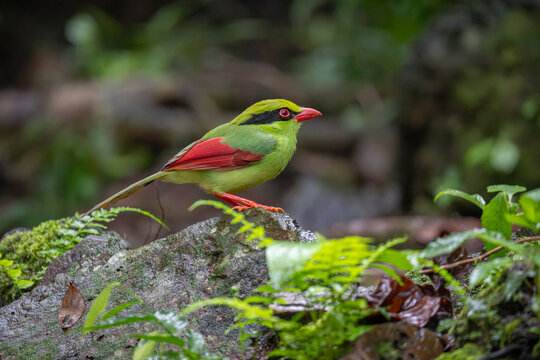 Indochinese green magpie on the forest ground