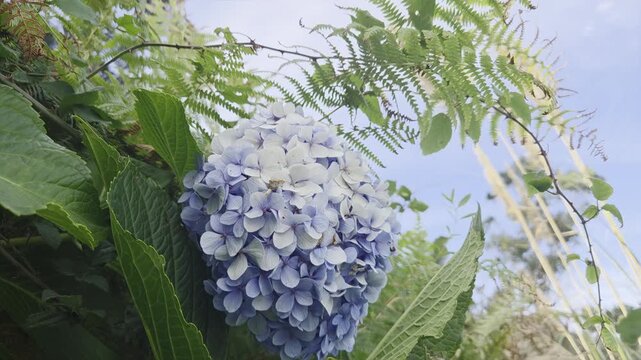 Panning shot hydrangea bloom swaying among leaves in garden with blue sky background during daytime summer