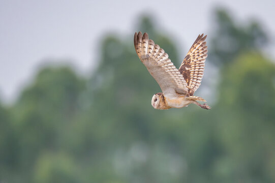 Australasian or Eastern grass owl fly