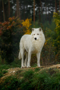 Portrait of Arctic wolf in autumn