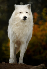 Obraz premium Portrait of Arctic wolf in autumn
