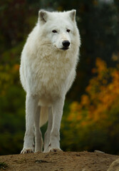 Obraz premium Portrait of Arctic wolf in autumn