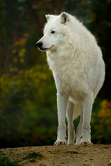 Obraz premium Portrait of Arctic wolf in autumn