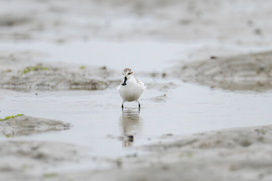 Spoon-billed sandpiper in the sand