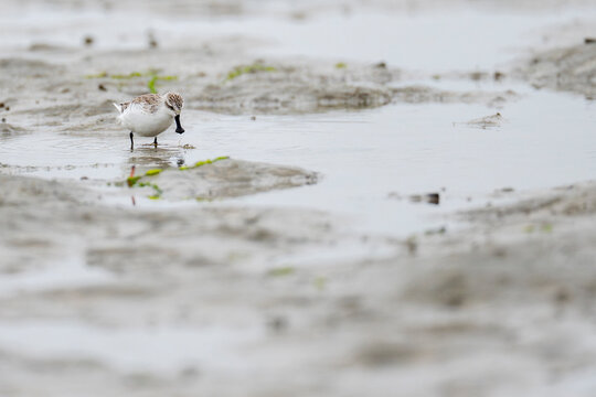 Spoon-billed sandpiper in the sand