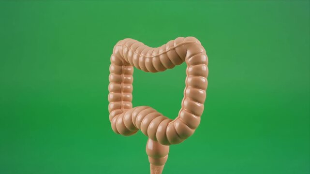 Human large intestine peristalsis animation on green backdrop.