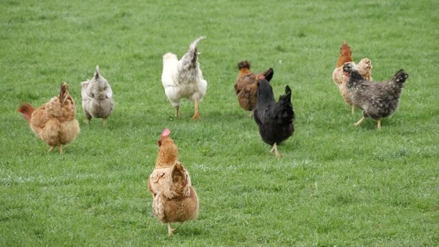 Free range chickens grazing on a green pasture