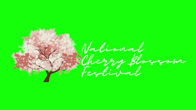 National cherry blossom festival text animation concept with flower tree vector icon symbol. Animated word design, editable lettering motion graphic video template with green screen background.