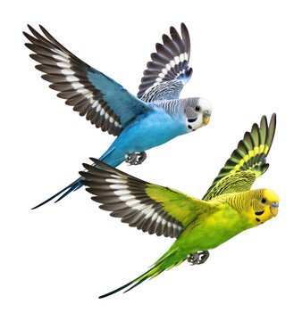 PNG Colorful parakeets in flight