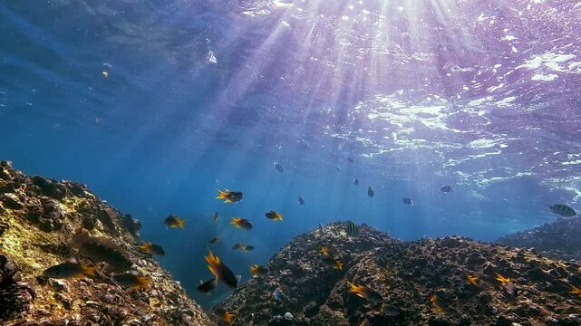 Exotic fish swim gracefully around rocky coral reefs in the clear blue tropical Caribbean Sea. Bright sunrays pierce the water surface, creating a stunning underwater display