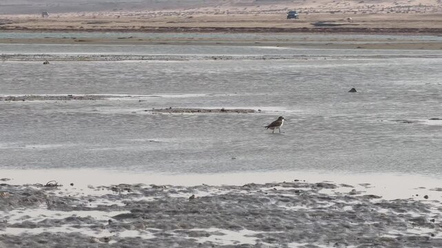 A calm wetland mudflat scene features a wild bird resting near the center amid soft earth, shallow water, and natural textures.