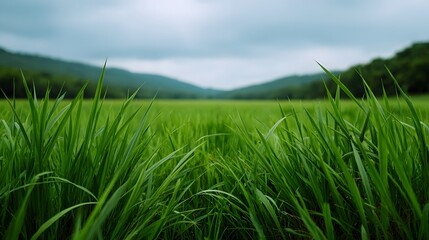 Obraz premium Low angle perspective of a vibrant lush green grass field stretching towards distant softly blurred hills under a cloudy sky