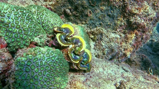 Observe a magnificent giant tridacna clam with a vivid blue and yellow mantle gently pulsating among the intricate green coral colonies