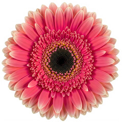 Pink gerbera daisy flower isolated on transparent background