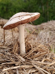 Close-up of a wild mushroom growing in dry brown straw. Fungi emerging from hay in nature © writerfantast