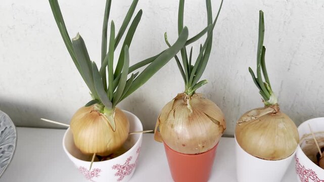 Three onions grow in small pots on a white surface