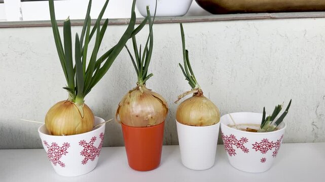 Three onions grow in small pots on a white surface