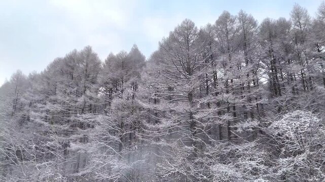 Cinematic aerial pan shot capturing the dense, frost-covered larch forest at Lake Nakamaki, Nagano. The smooth lateral movement highlights the winter texture.
