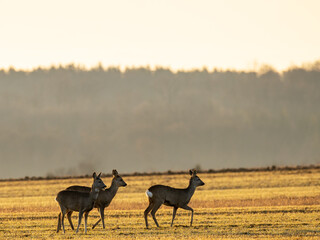 Naklejka premium Roe deer standing in golden evening light during peaceful summer field. Wild roe deer pause in harvested field at sunset, calm rural wildlife scene symbolizing nature, freedom, and harmony
