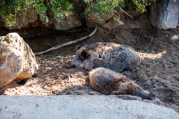 Fototapeta premium Two wild boars lie in a sandy hollow beside limestone boulders and a muddy puddle in Cordoba, Spain. Natural light and ground level view show daytime rest under shrubs.