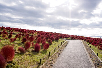 秋に赤く色づいたコキアの丘と、その脇を歩く砂利道の遊歩道。晴れ間が差す曇り空の下、赤く丸いコキアが絨毯のように広がる。