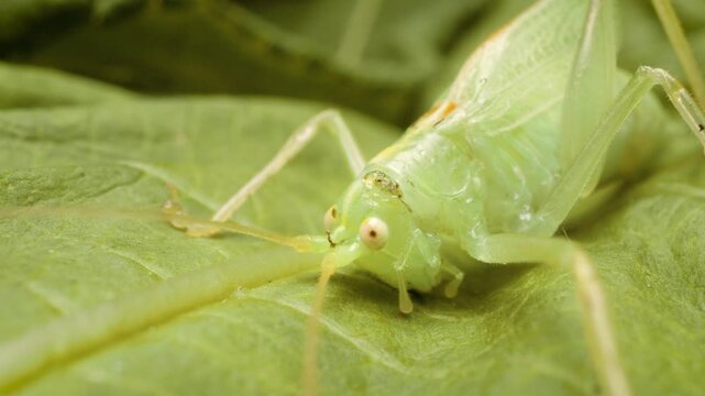 Macro close up of oak bush-cricket (Meconema thalassinum) on green leaf