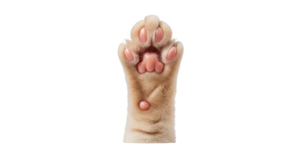 Isolated fluffy domestic cat paw with cute pink toe beans and soft pads, detailed view © Eva