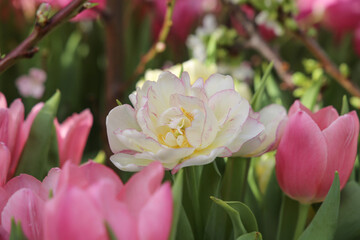 Obraz premium Pink peony flowered double tulip 'Angelique' in flower. 