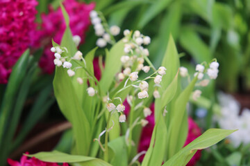 Fototapeta premium Beautiful White flowers Lilly of The Valley flowers in green leaves.