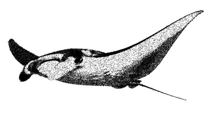 Black and white manta ray illustration isolated with clipping path. © Hnnylanb